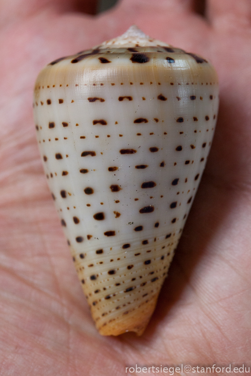 cone shell